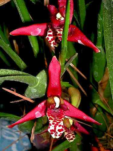 Maxillaria tenuifolia